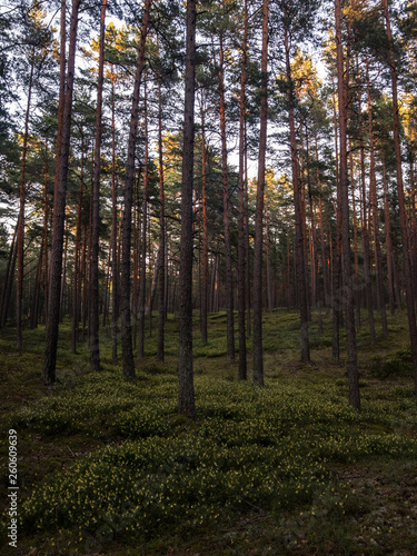 Beautiful pine forest with a nice mild light coming from far away