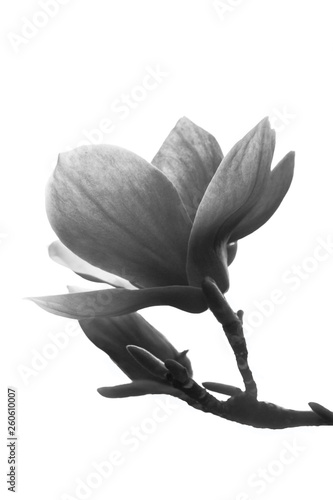 Black and white magnolia flower isolated on white background