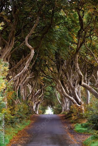 Εκτύπωση καμβά Dark Hedges, Northern Ireland