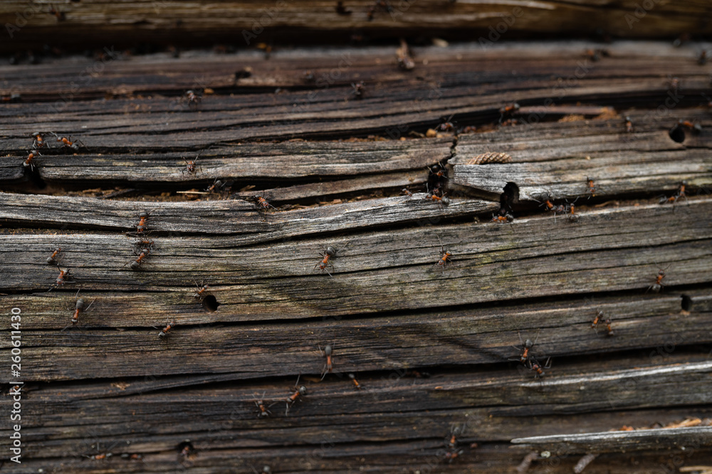 Ants nest in wood - Fire ants crawling on the wooden old house Ants nest in wood - Fire ants crawling on the wooden old house