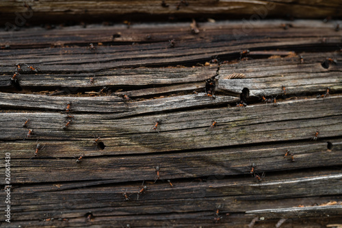 Ants nest in wood - Fire ants crawling on the wooden old house