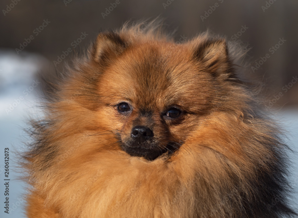 Obraz premium Adorable red spitz puppy portrait. Close up. 