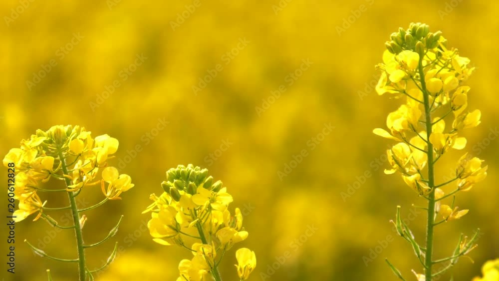 Yellow Plant Leaves in Windy Day Yellow Plant Leaves in Windy Day