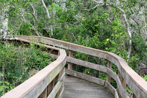 wooden bridge in the forest