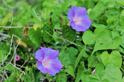 purple flower