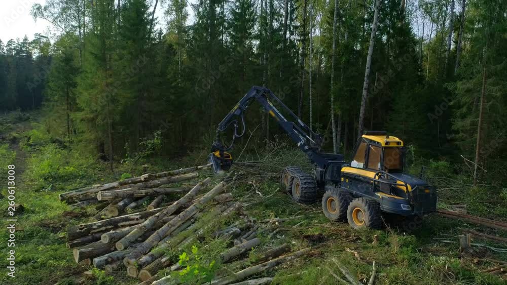 Logging machine cutting down trees, cutting branches and laying trunks for further transportation to the woodworking factory. Copter ( drone ) shooting Logging machine cutting down trees, cutting branches and laying trunks for further transportation to the woodworking factory. Copter ( drone ) shooting