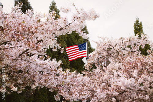 usa flag and cherry blossom trees