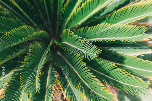 Green leaf of tropical forest plant for nature pattern and background