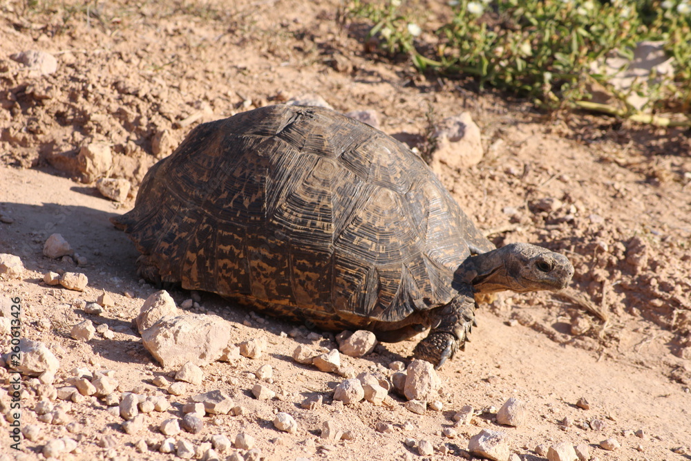 Fototapeta premium Turtle Schildkröte