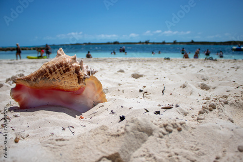 Close up of a large beautiful shell on a tropical sandy beach with a blurred background taken on a beach in The Caribbean