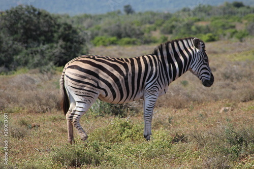 Zebra