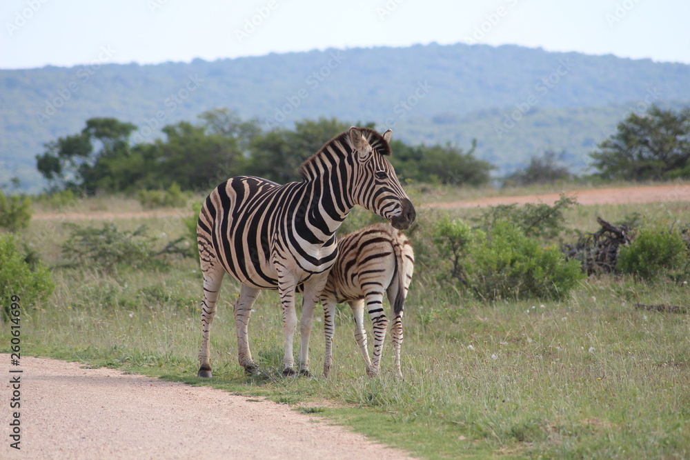 Obraz premium Zebra mit Fohlen Südafrika