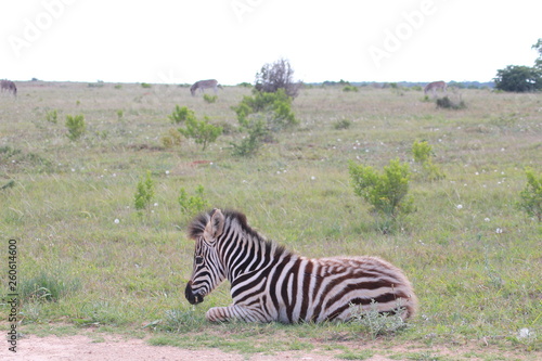 Zebra S  dafrika