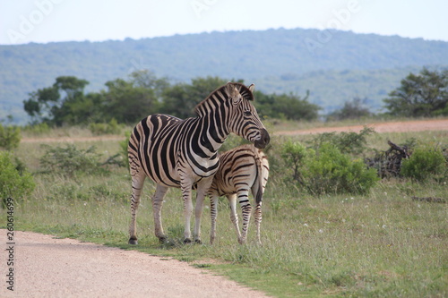 Zebra mit Fohlen S  dafrika