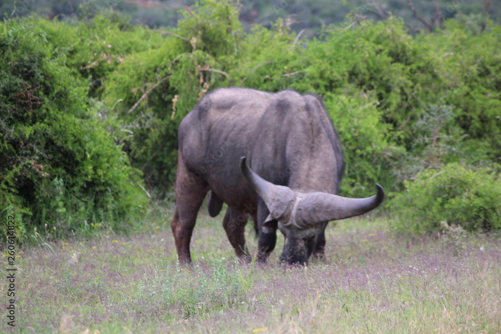 Fototapeta premium Büffel Südafrika