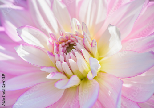 Close up of a beautiful Dahlia flower.