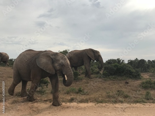 Elefanten Südafrika © Lars