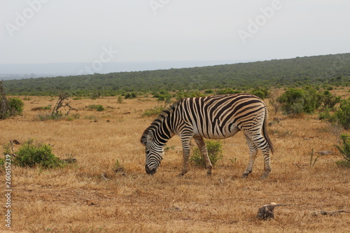 Zebra S  dafrika