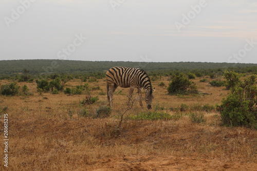 Zebra S  dafrika