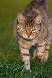  striped cat in grass