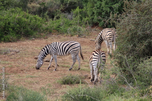 Zebra S  dafrika