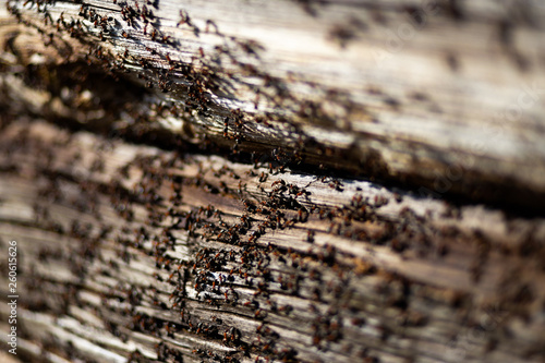 Ants nest in wood - Fire ants crawling on the wooden old house