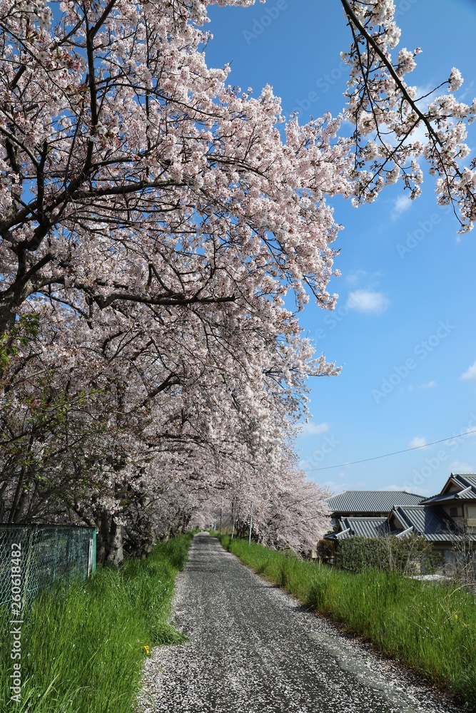 高田川　箸尾の桜並木
