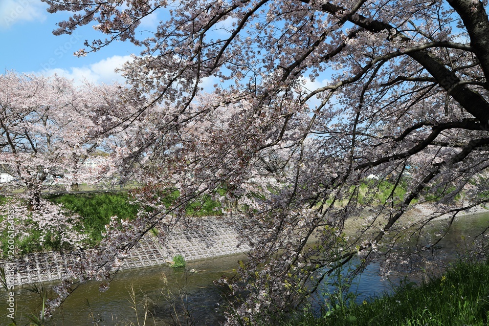 高田川　箸尾の桜並木