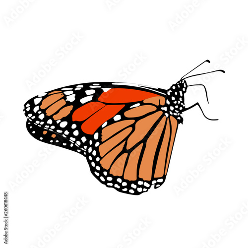 Mariposa monarca vista lateral