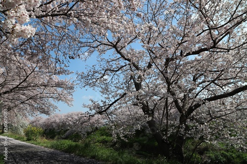 Wallpaper Mural 高田川　箸尾の桜並木 Torontodigital.ca