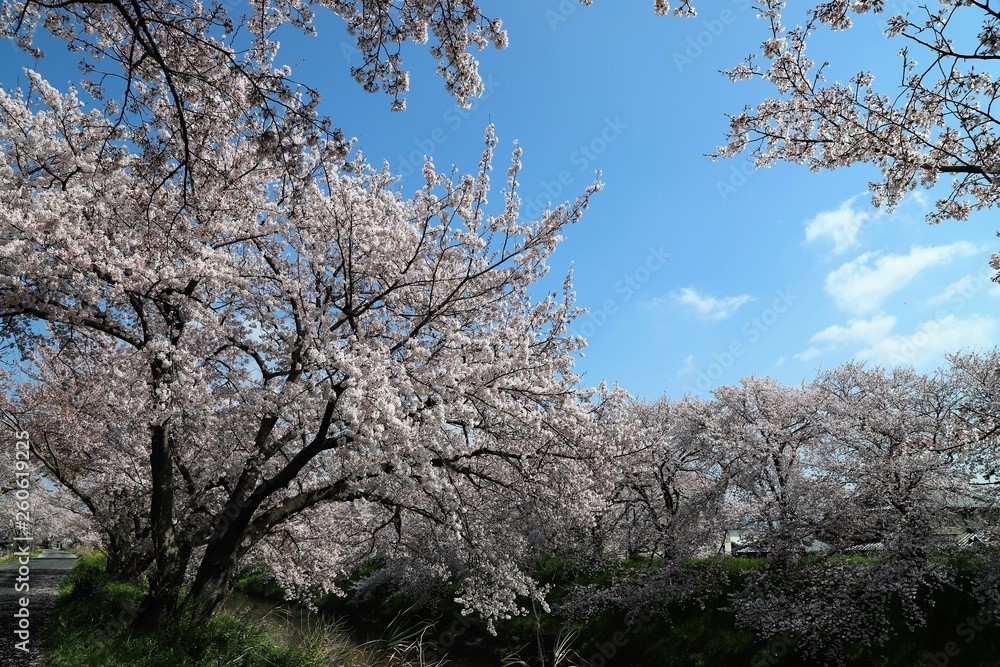 高田川 箸尾の桜並木 高田川 箸尾の桜並木