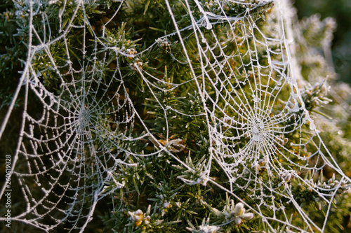 frozen spiders web