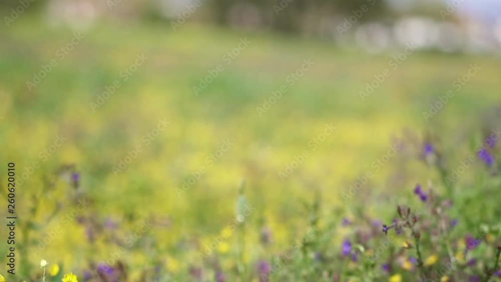 Pure Nature scenes in a green field with flowers, in slow motion Pure Nature scenes in a green field with flowers, in slow motion