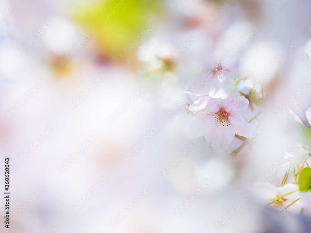 Fototapeta premium 桜イメージ bokeh