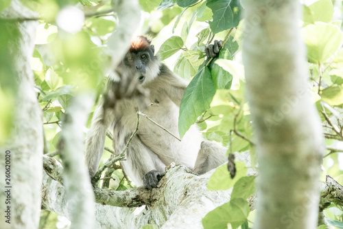 Red colobous in Bigodi photo