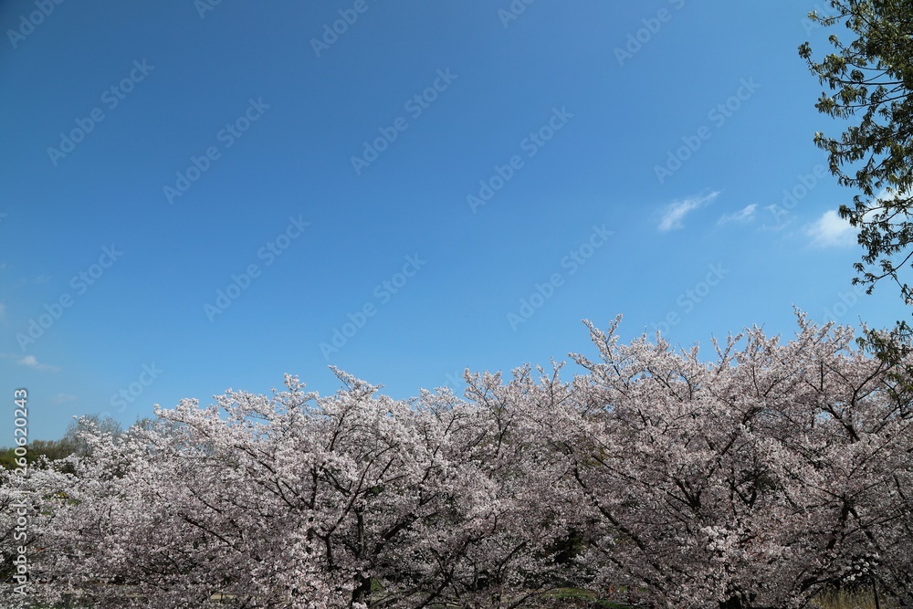 馬見丘陵公園の春景色 馬見丘陵公園の春景色