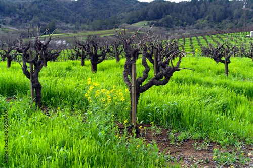 Photos rows of zinfandel in vineyard in winter in California
