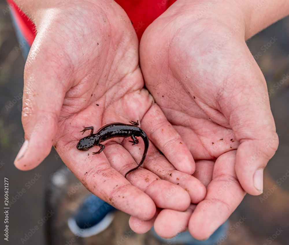A smooth newt gently held by two hands