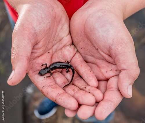 A smooth newt gently held by two hands