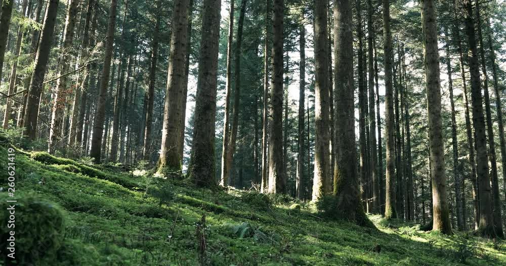 Beautiful slider shot in a sunny forest with mossy ground. Beautiful slider shot in a sunny forest with mossy ground.