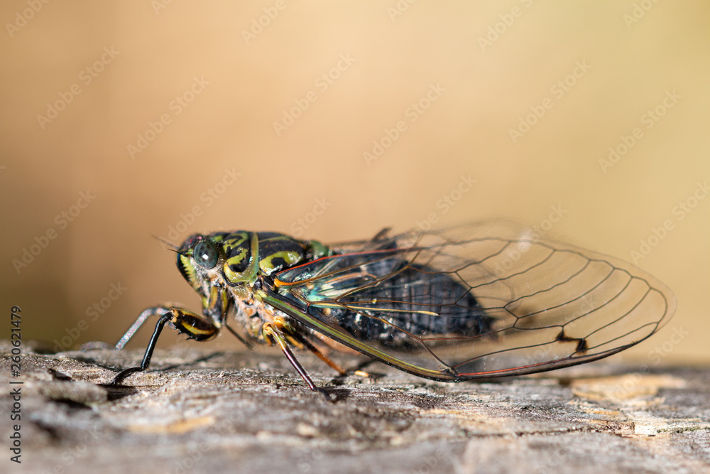 Obraz premium Adult Chorus cicada, New Zealand