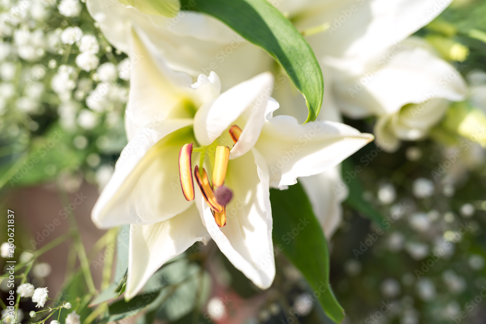 Fototapeta premium Flor