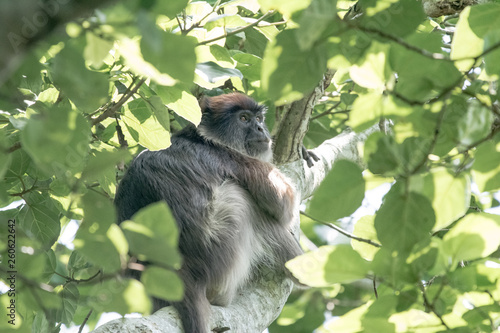 Red colobous in Bigodi photo