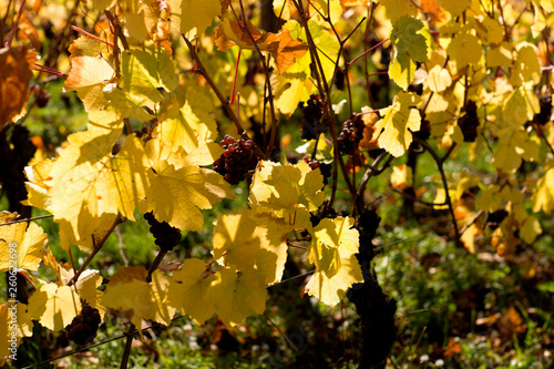 yellow autumn leaves in the vineyard in alsace, autumn foliage, close-up leaves