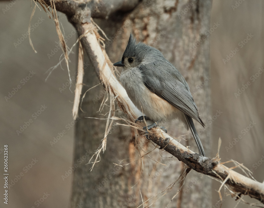 Obraz premium Tufted Titmouse