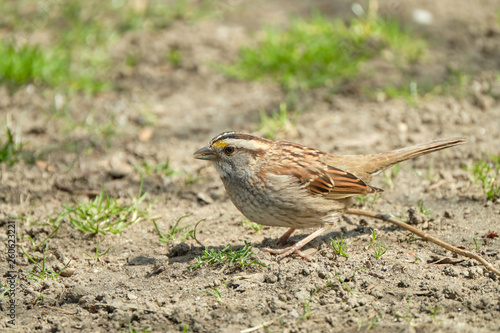 Sparrow