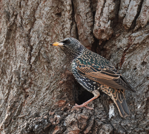 Starling