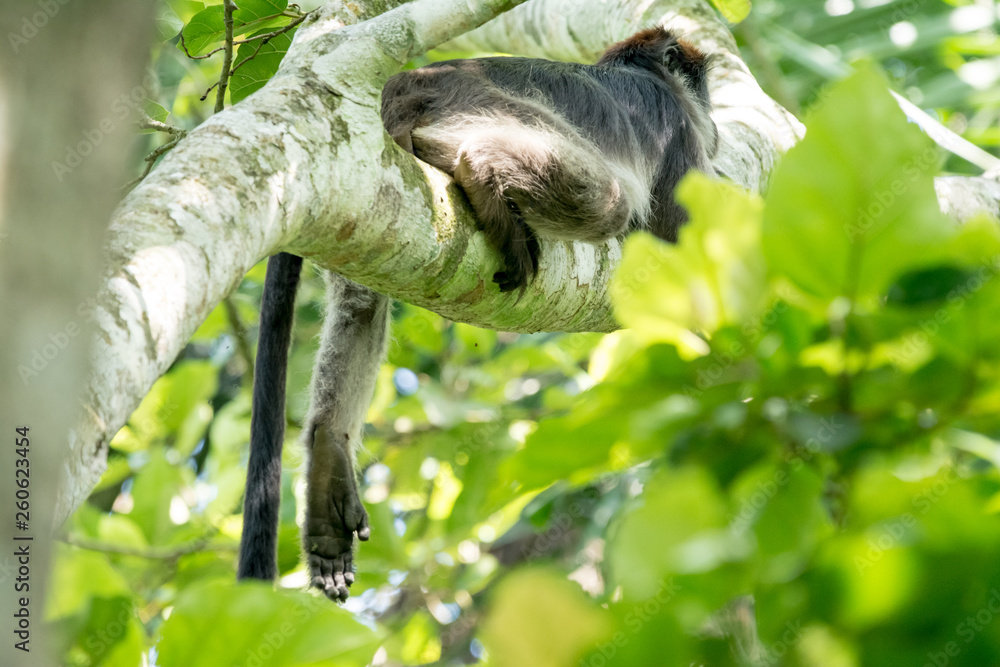 Fototapeta premium Red colobous in Bigodi