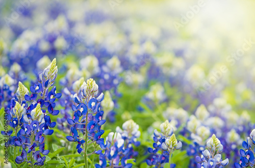 Texas Bluebonnets (Lupinus texensis) blooming in springtime photo