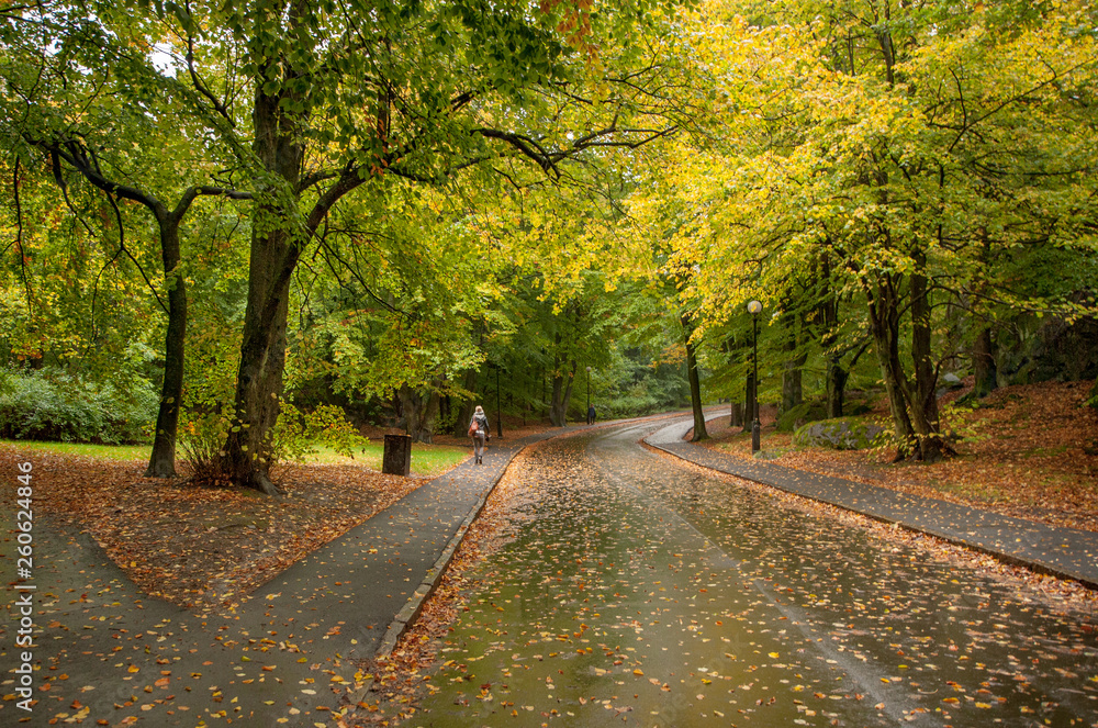 Obraz premium Autumn walk in Slottsskogen, Gotheburg. Tree's leaves are greeen and yellow and the ground is filled with brown leaves.